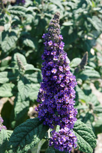 Bild von Buddleja